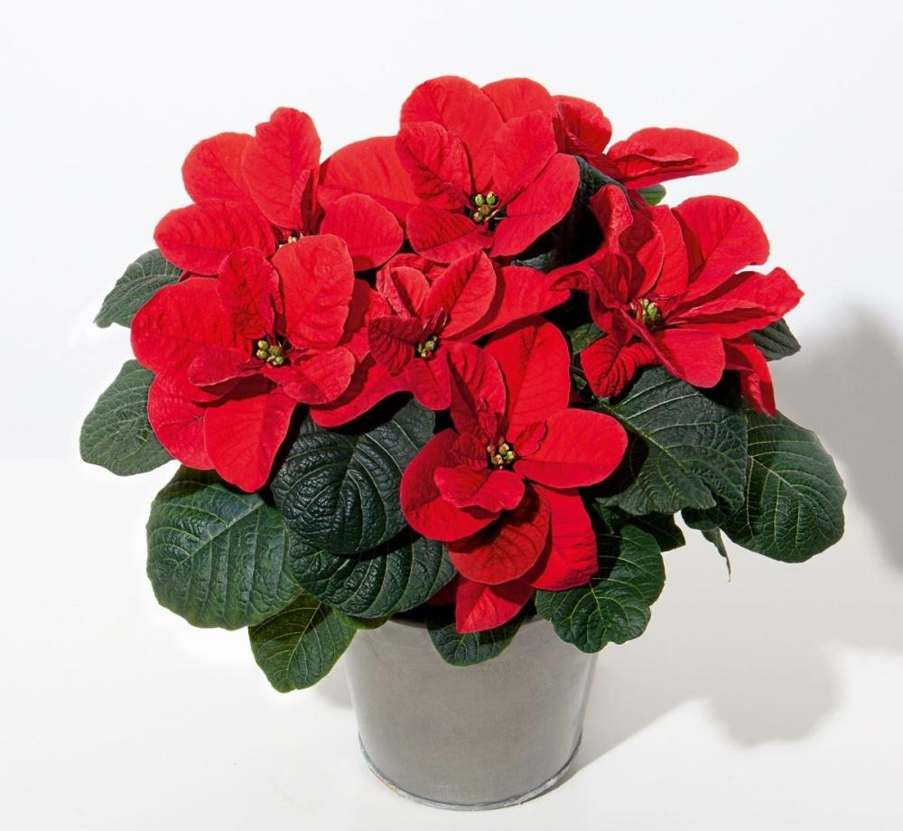 Božična zvezda Mickey Mouse v lončku premera 10,5 cm