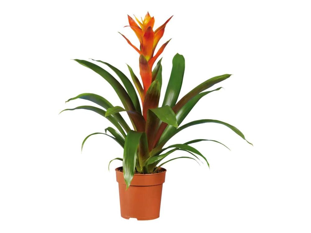 Vrizeja ali guzmanija