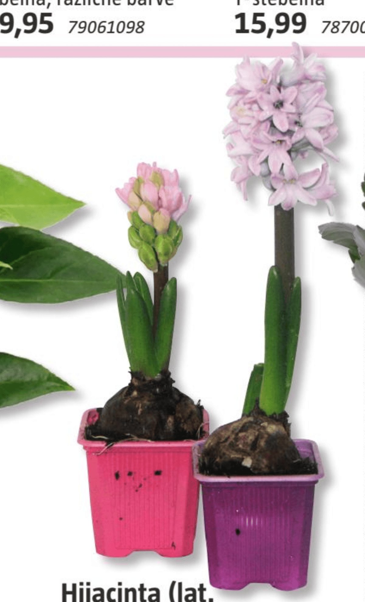 Hijacinta - Akcija v trgovini Bauhaus