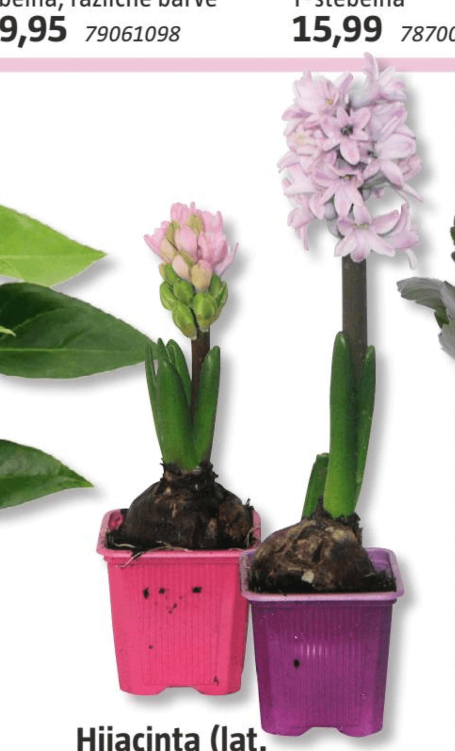 Hijacinta - Akcija v trgovini Bauhaus