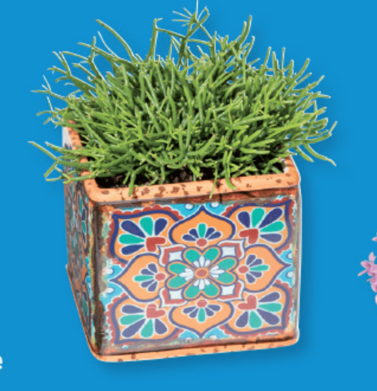 Zelena lončnica - Akcija v trgovini Lidl