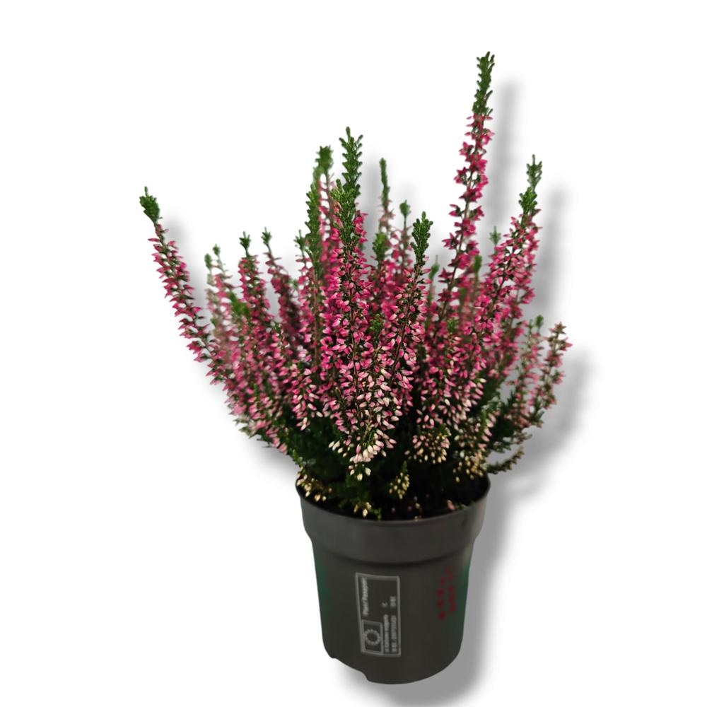 Jesenska vresa Ø 9,5 cm