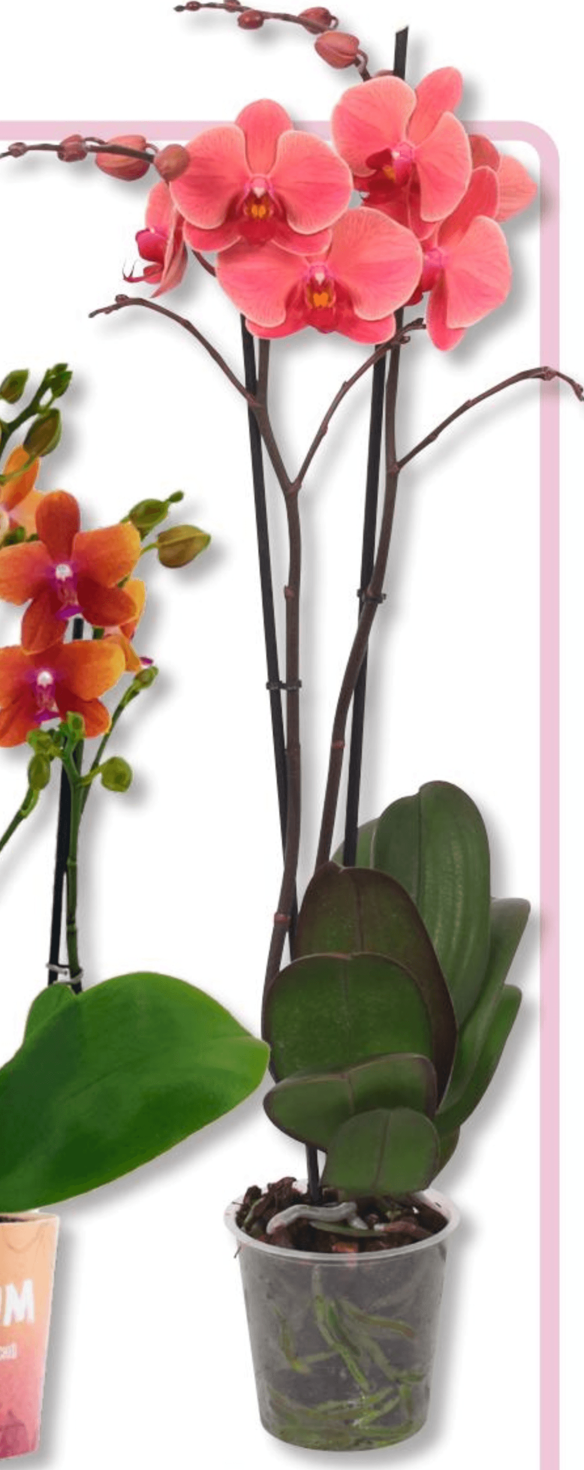 Narbonne - Akcija v trgovini Bauhaus