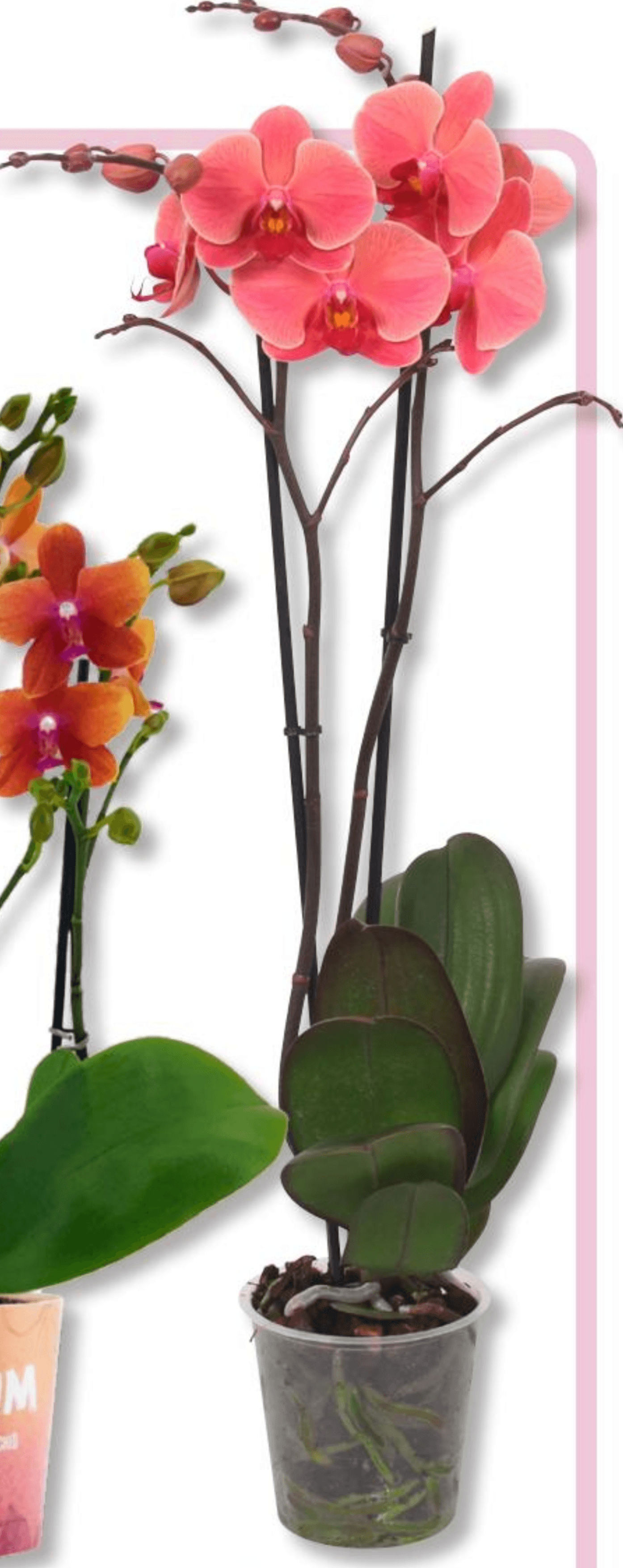 Narbonne - Akcija v trgovini Bauhaus