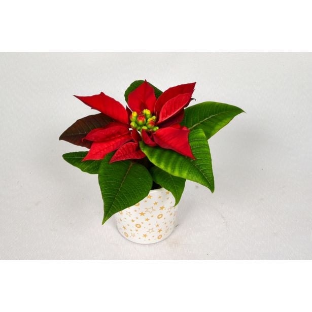 Božična zvezda Mini v lončku premera 6 cm