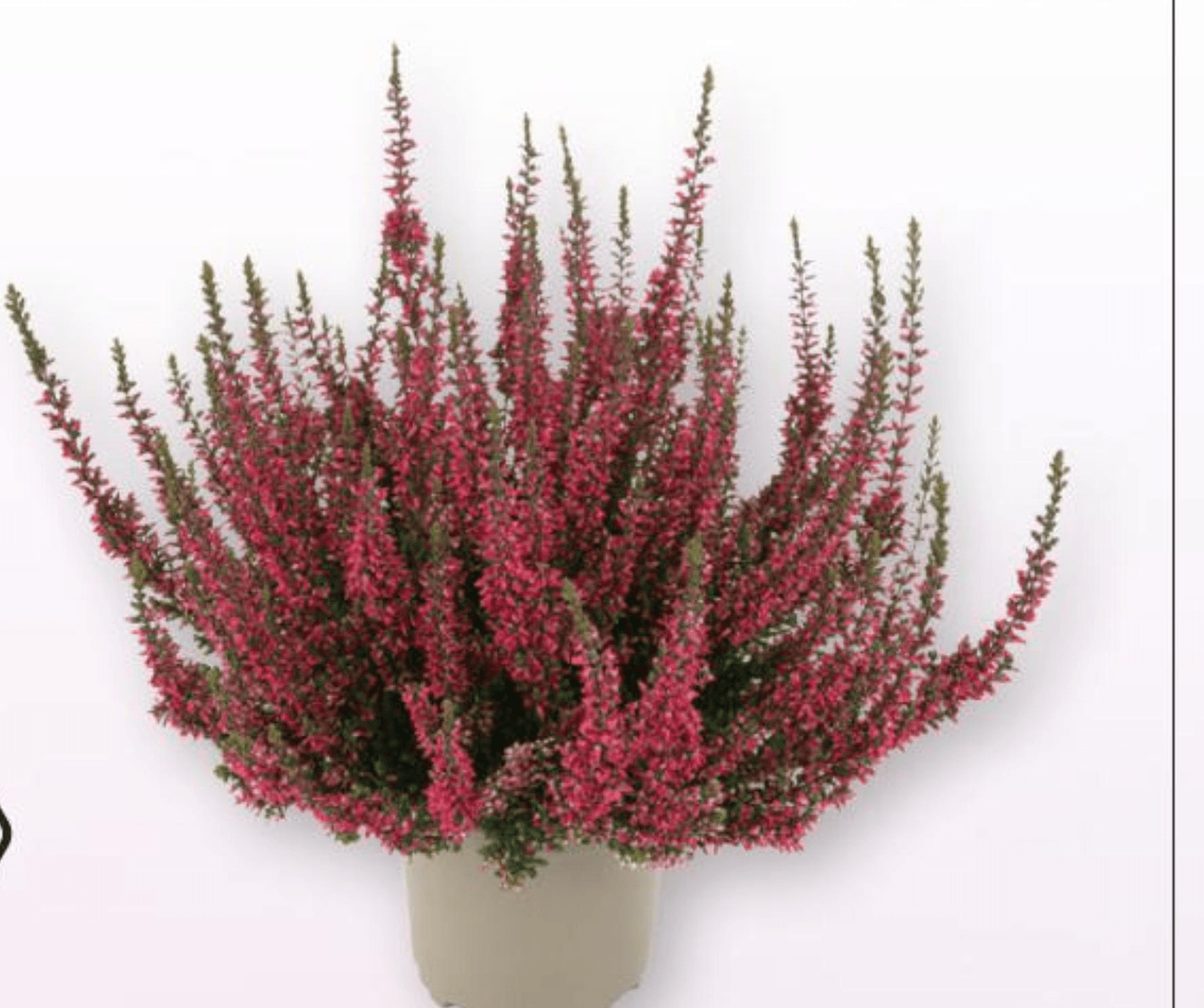 Jesenska Vresa Beauty Ladies 12 cm lonček