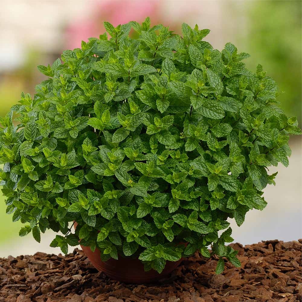 Maroška meta 'Marokko' (lat. Mentha spicata var. crispa)