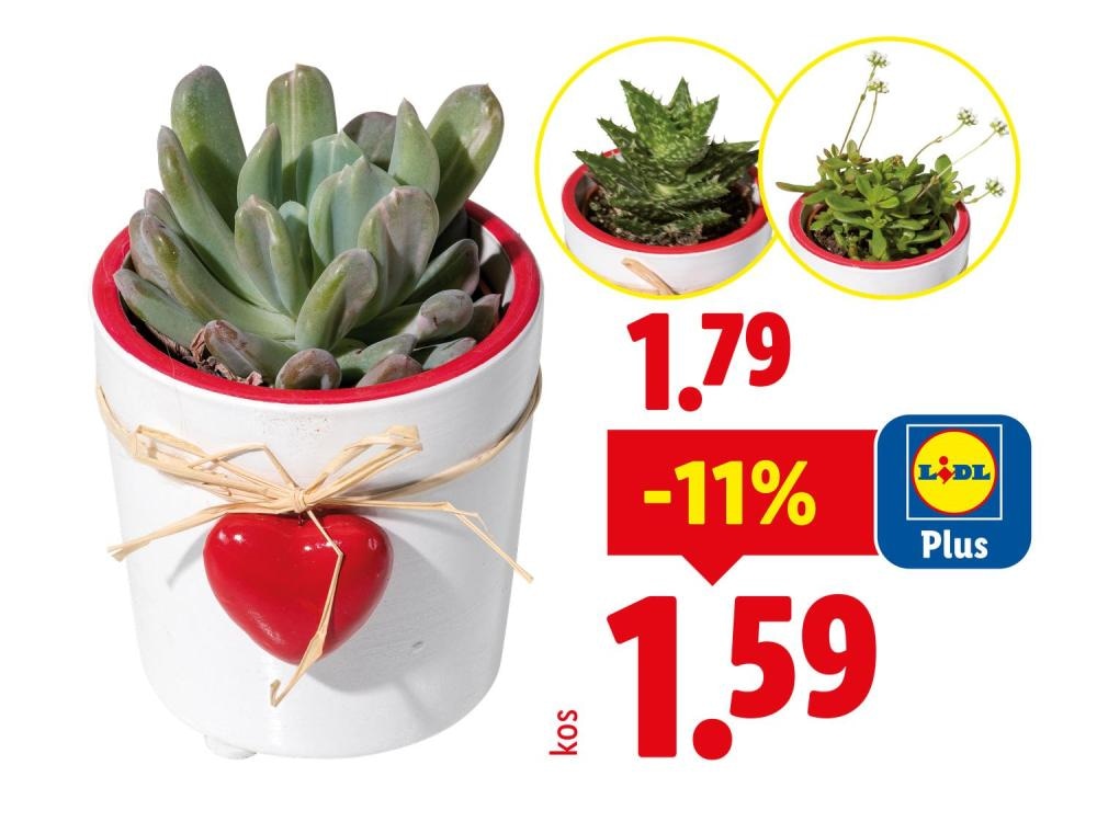 Mini sukulenti Ø pribl. 6 cm, višina: pribl. 4 do 8 cm - Akcija v trgovini Lidl