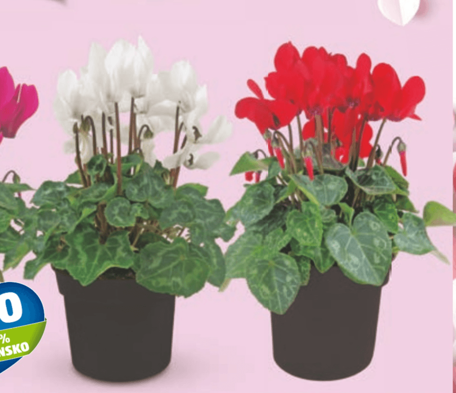 Slovenska ciklama - Akcija v trgovini Hofer