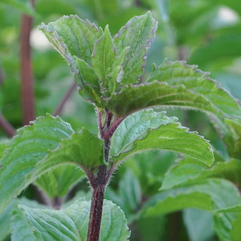 Poprova meta 'Multimentha' (lat. Mentha x piperita)