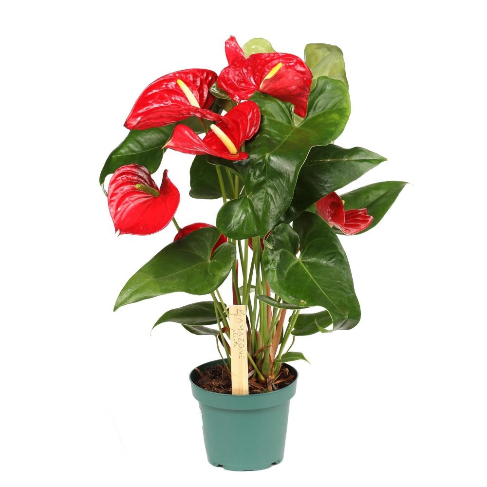 Flamingovec