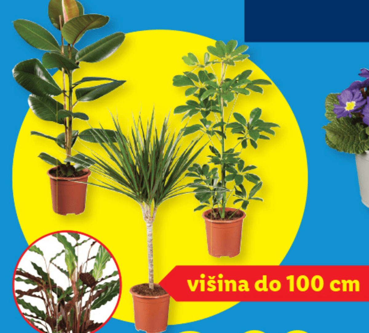 Zelena lončnica - Akcija v trgovini Lidl