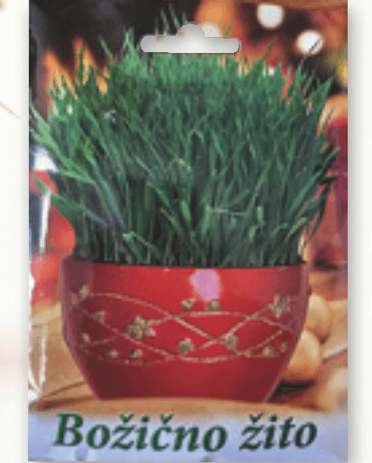 Semena božičnega žita