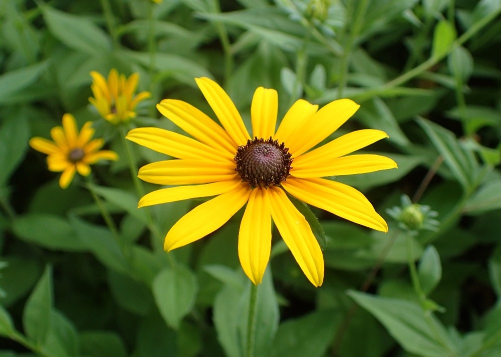 Rudbekija - Akcija v trgovini Bauhaus
