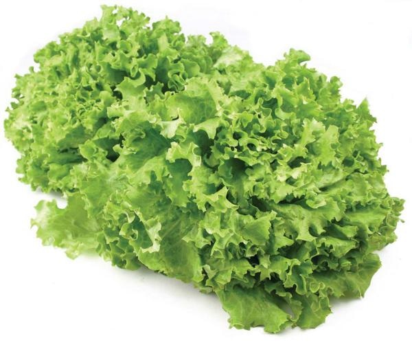 Solata krhkolistna kristalka - Gentile 1 kg - Akcija v trgovini Tuš