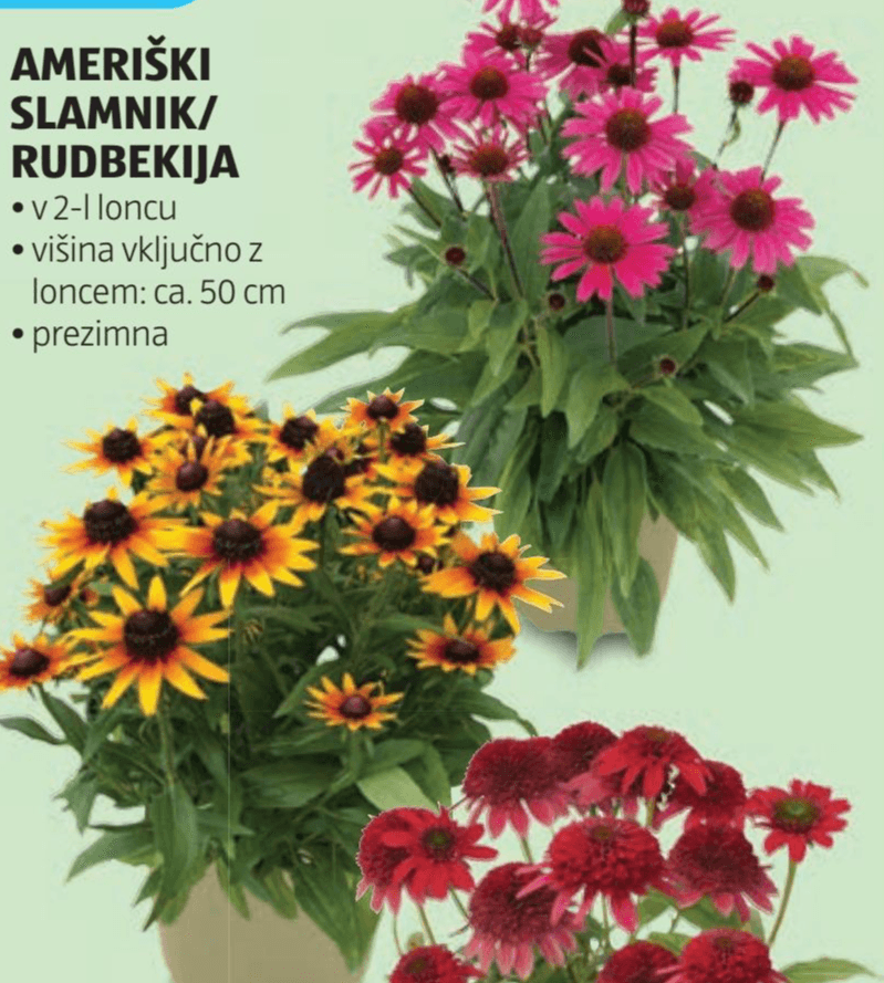 Ameriški slamnik / rudbekija v 2-l loncu Akcija v trgovini Hofer