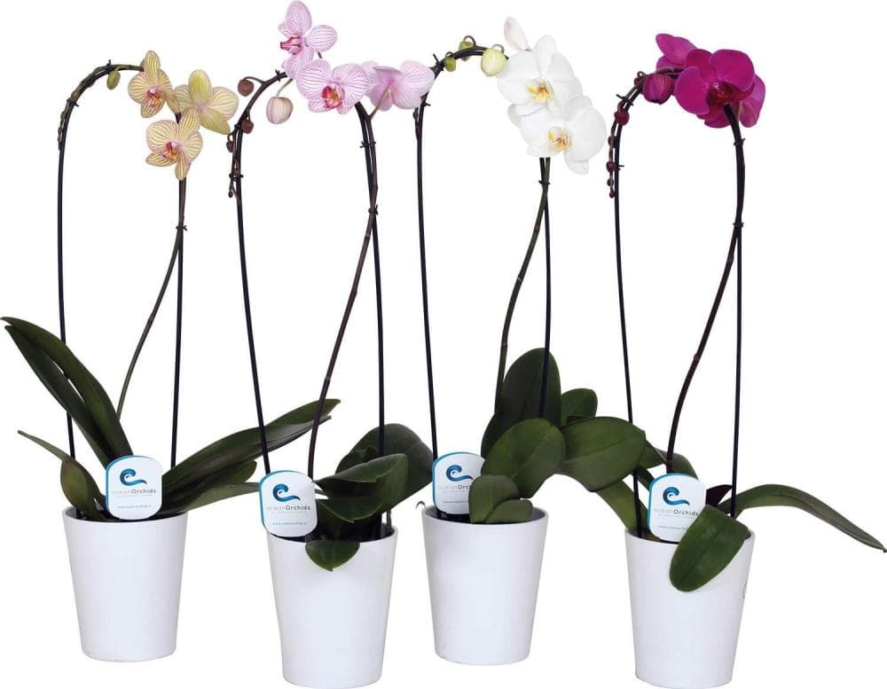 Ocean Orchids 1-stebelna orhideja Cascada Akcija v trgovini Spar