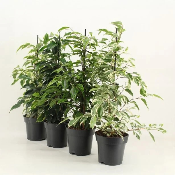 Fikus Benjamin Royal - Akcija v trgovini Merkur