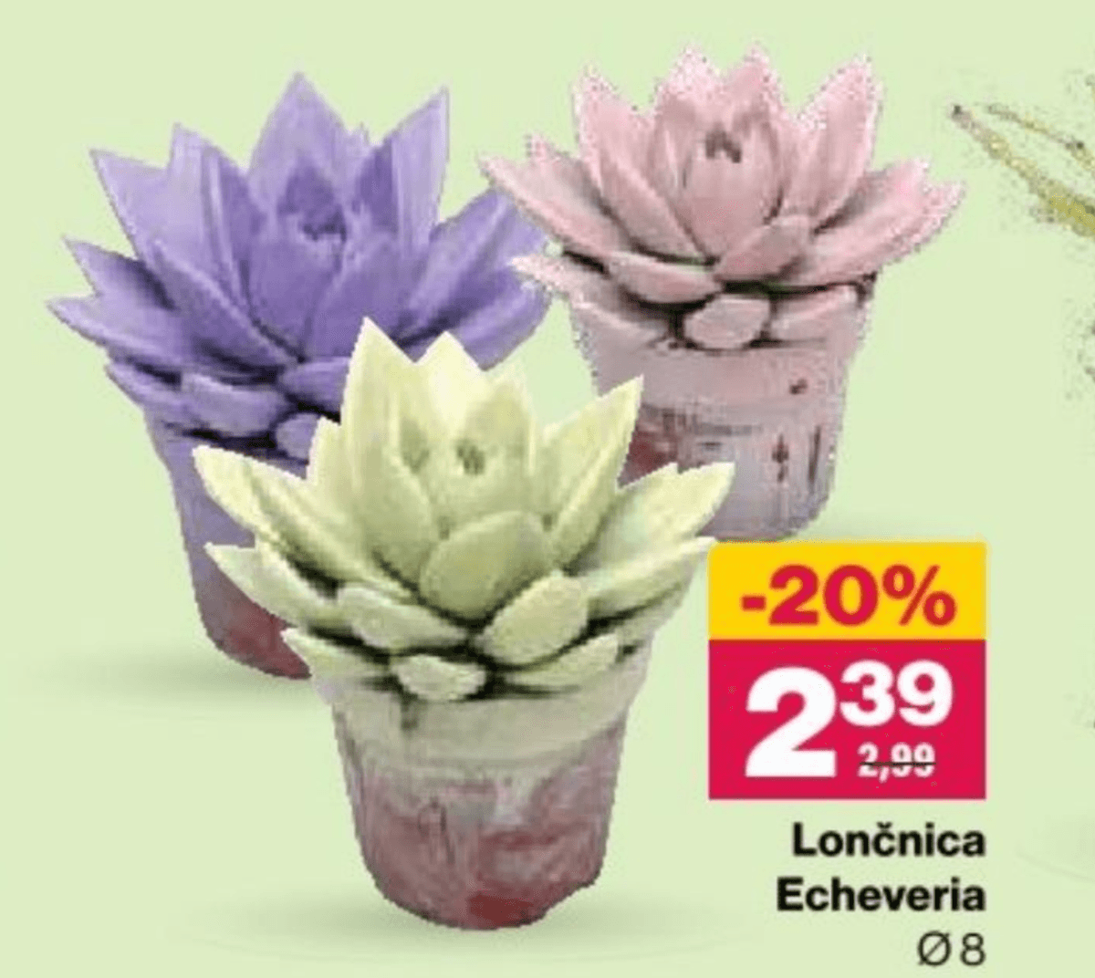Lončnica Echeveria Ø8 - Akcija v trgovini Mercator