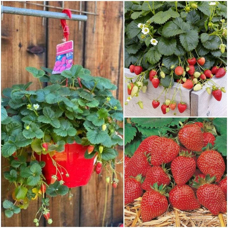 Jagoda 'Gasana F1' v lončku Ø 13 cm - Akcija v trgovini Bauhaus