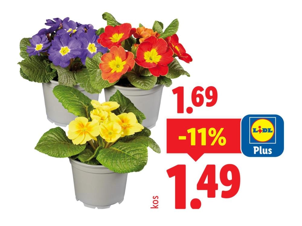 Spomladanske primule - Akcija v trgovini Lidl