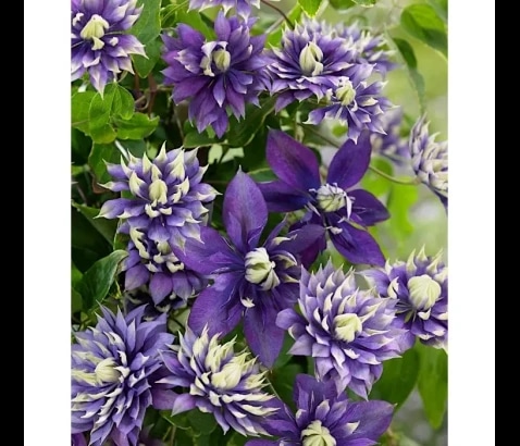 Clematis - Akcija v trgovini Obi