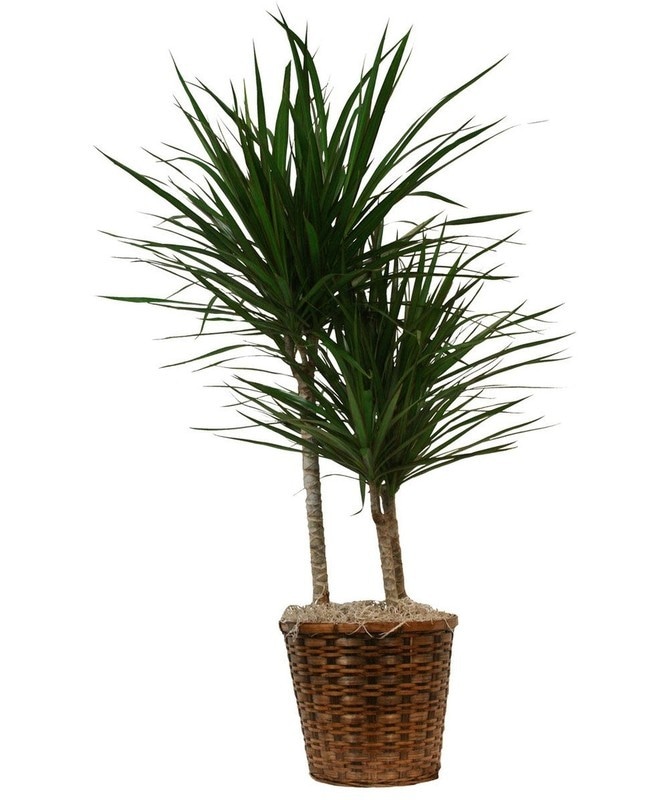 Lončnica Dracaena Ø 11, 45 cm Akcija v trgovini Pevex