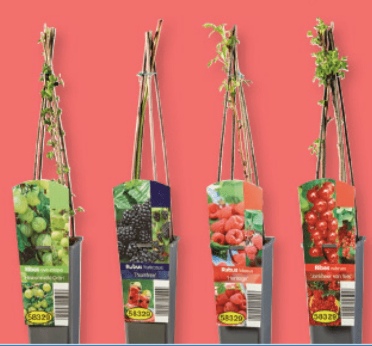 Jagodičevje višina: pribl. 65 do 75 cm - Akcija v trgovini Lidl