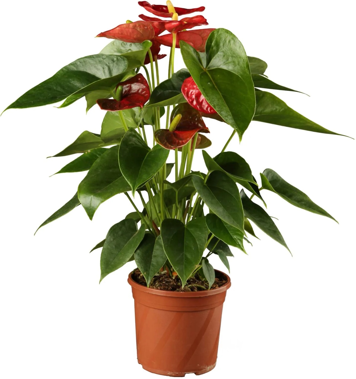 VELIKI FLAMINGOVEC - Akcija v trgovini Obi