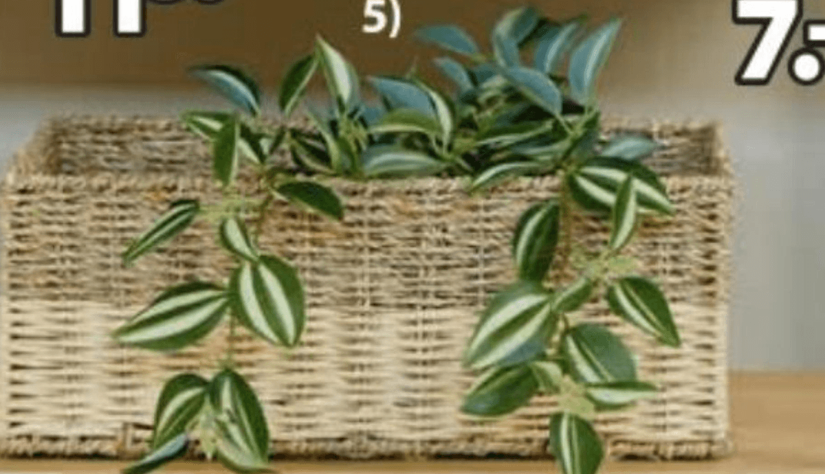 Umetna rastlina ASGAR - Akcija v trgovini Jysk