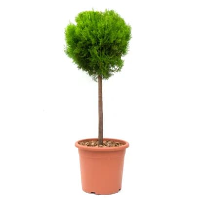 Okrasne rastline pribl. 7 l, pribl. 80 cm grow Akcija v trgovini Obi