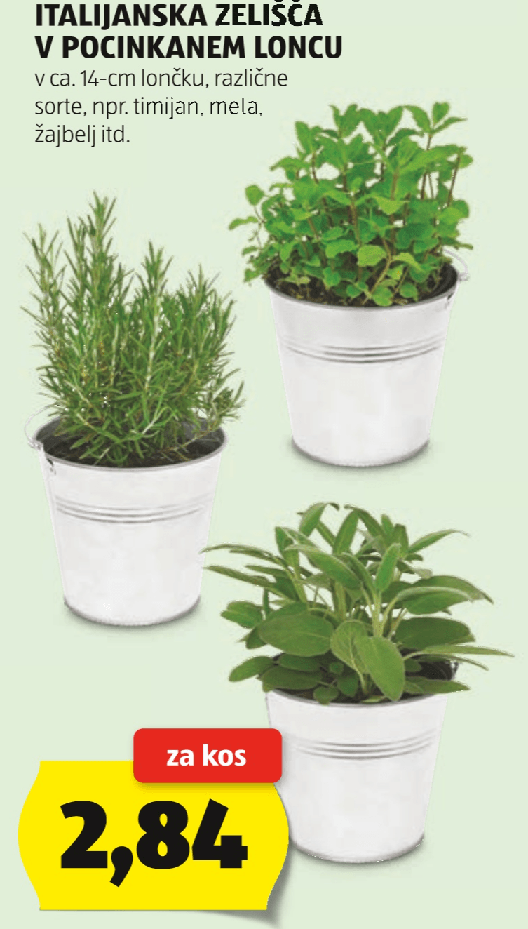 Italijanska zelišča v ca. 14-cm lončku - Akcija v trgovini Hofer