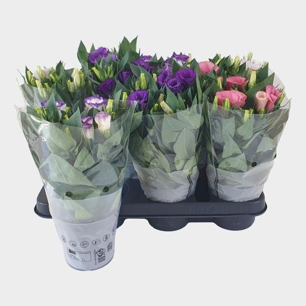 Lončnica Lisianthus Bolero - Akcija v trgovini Tuš