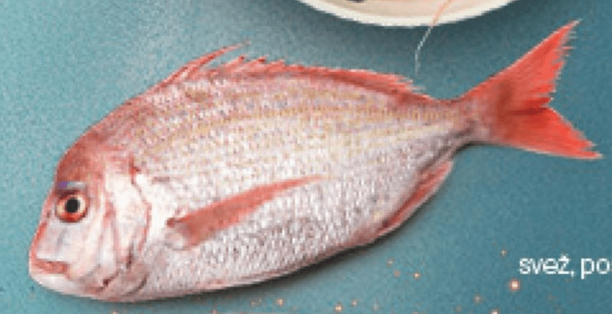 Pagar - Akcija v trgovini Mercator