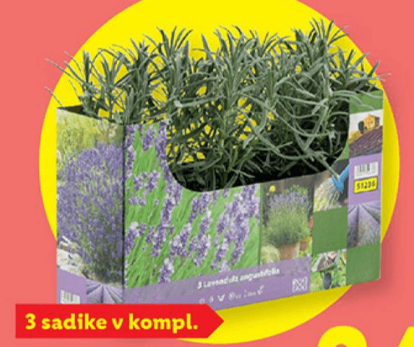 Sivka 3 sadike v kompl., višina: pribl. 17 do 23 cm - Akcija v trgovini Lidl