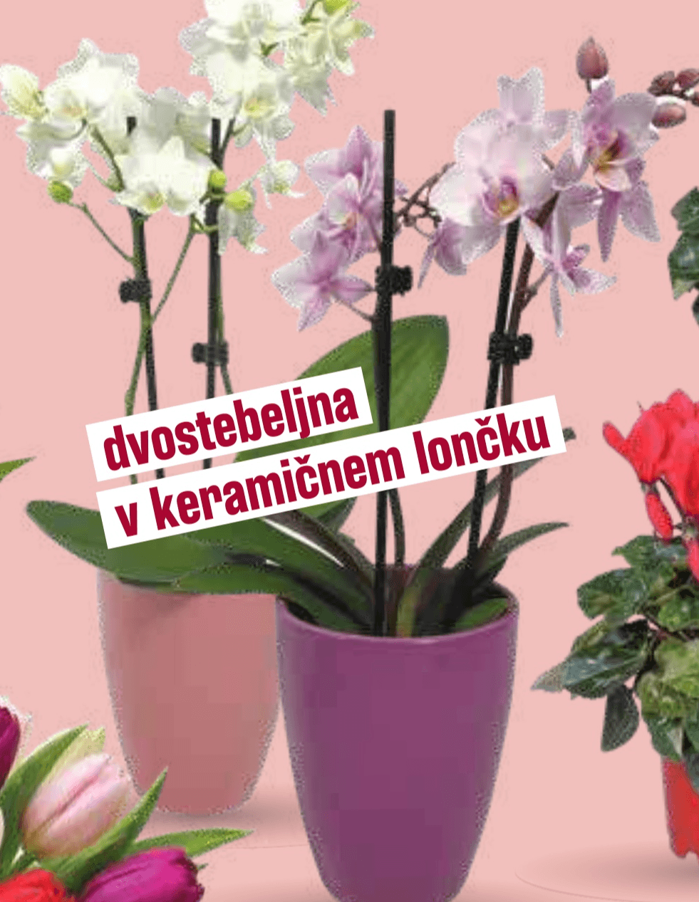 Lončnica orhideja - Akcija v trgovini Mercator