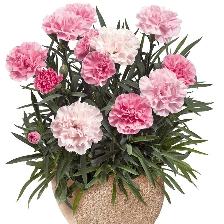 Dvojni nagelj 'Sweet Pleasure' (lat. Dianthus caryophyllus) v lončku Ø 12 cm - Akcija v trgovini Bauhaus