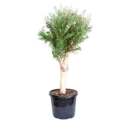 Oljka Ø pribl. 12 cm, višina: pribl. 35 do 45 cm - Akcija v trgovini Lidl