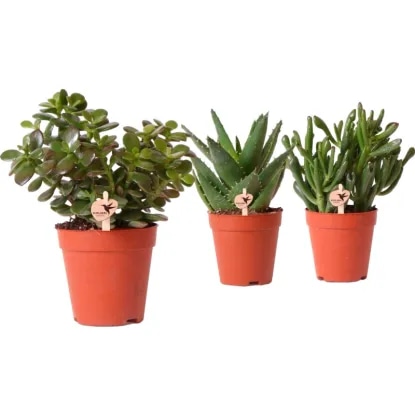 Sukulente Ø pribl. 7 cm, višina: pribl. 12 do 15 cm - Akcija v trgovini Lidl