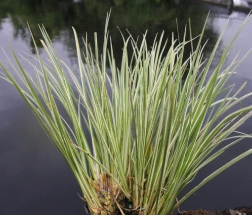 Japonski kolmež v lončku Ø 13 cm Akcija v trgovini Bauhaus