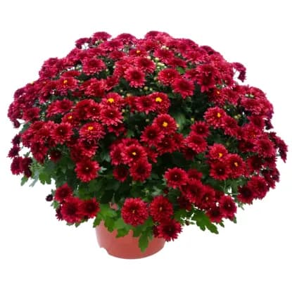 Krizantema Ø pribl. 23 cm, višina: pribl. 23 do 29 cm Akcija v trgovini Lidl