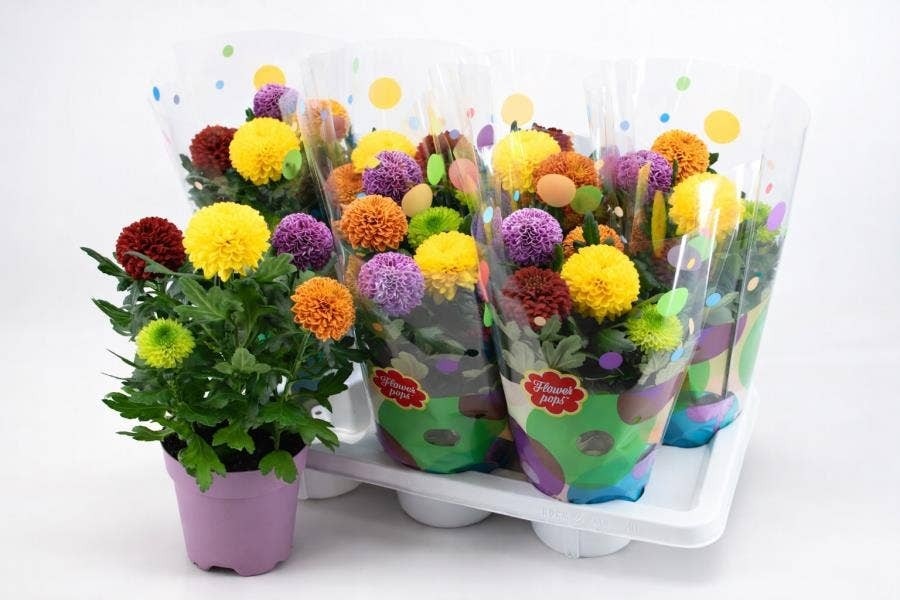 Krizantema Flower Pops Akcija v trgovini Hofer