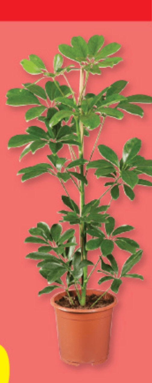 Zelena lončnica - Akcija v trgovini Lidl