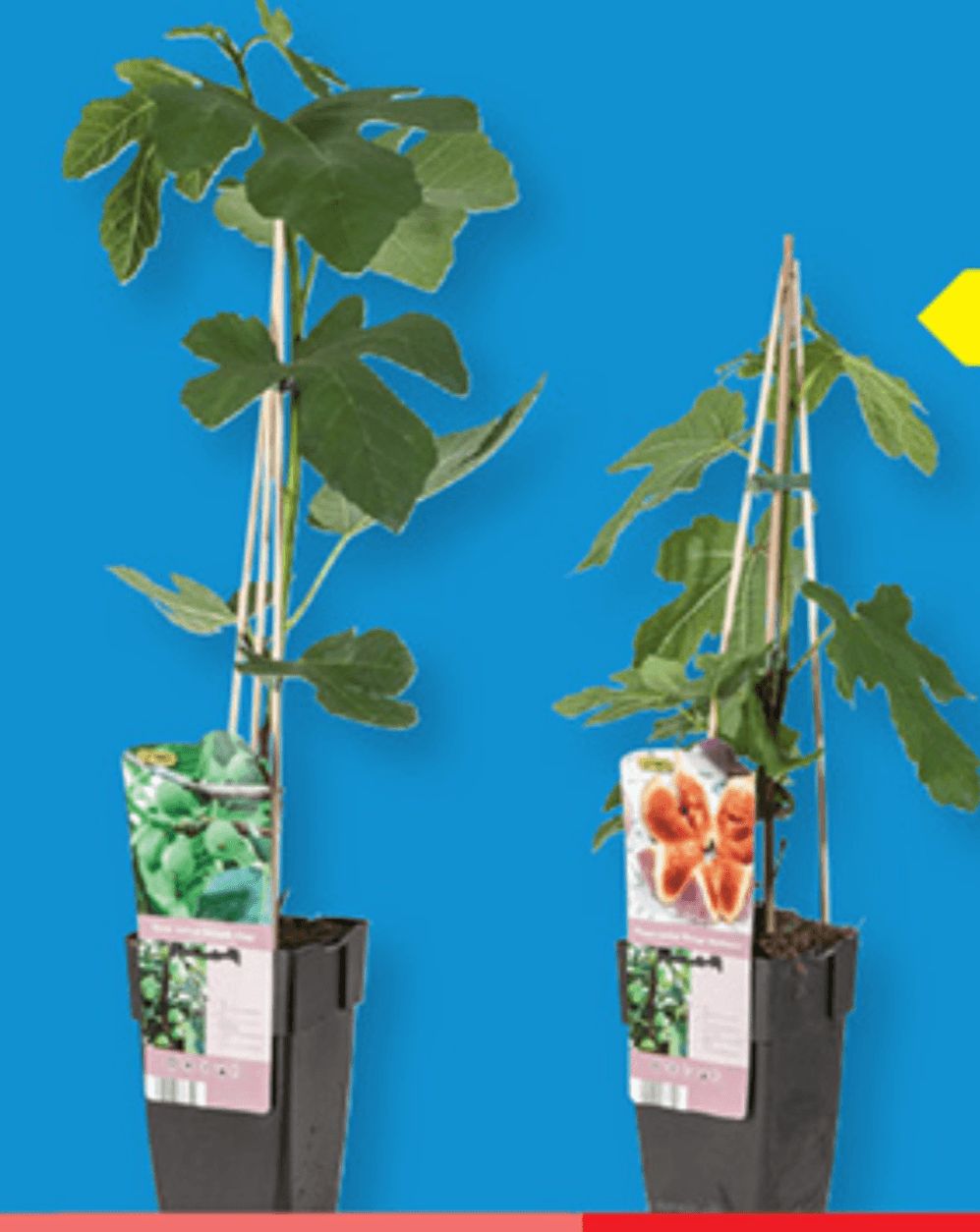 Figa Ø pribl. 12 cm, višina do 70 cm - Akcija v trgovini Lidl