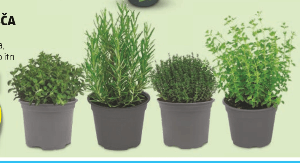 Italijanska zelišča - Akcija v trgovini Hofer