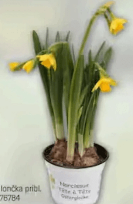 NARCISA - Akcija v trgovini Obi