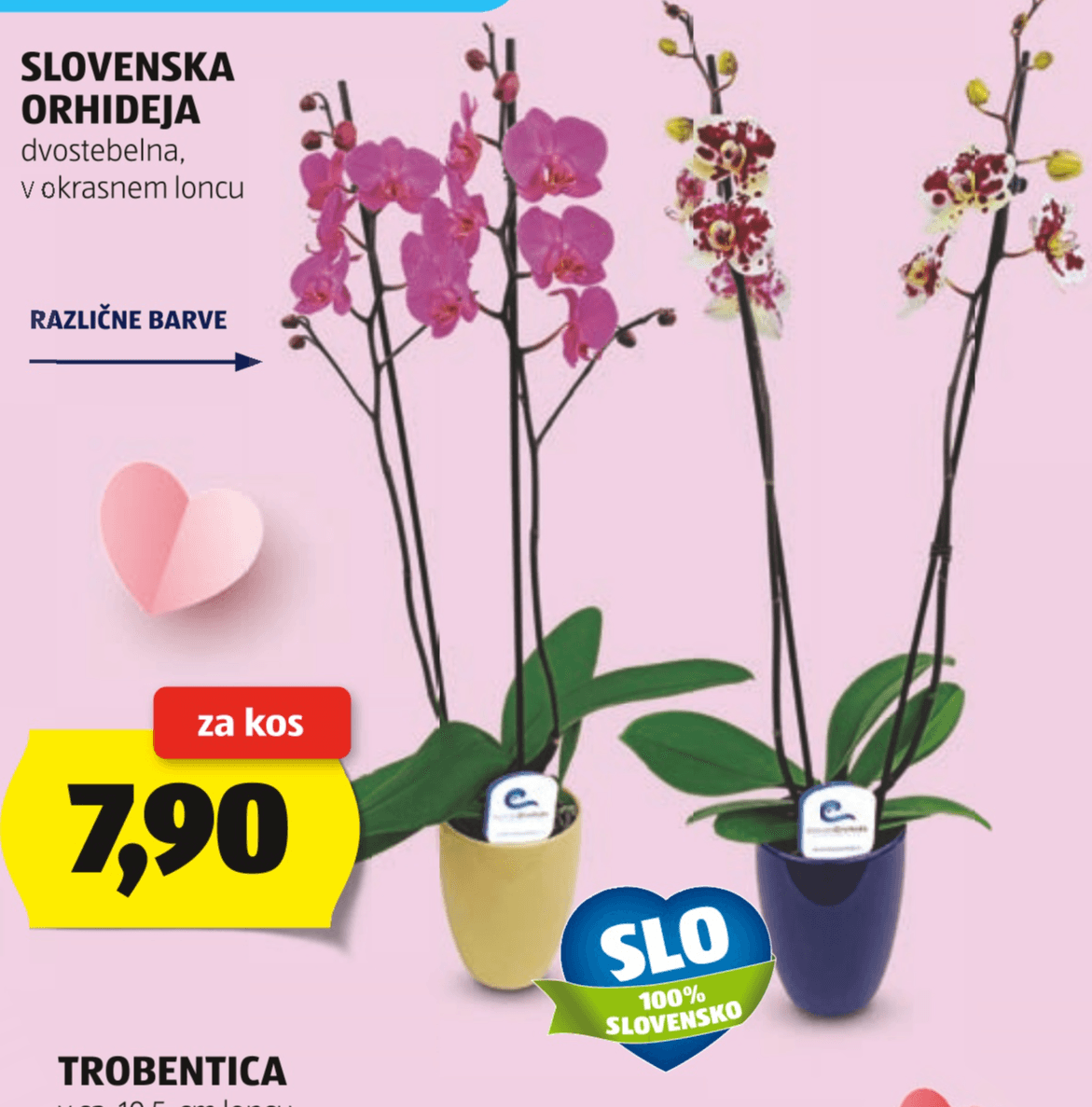 Slovenska orhideja - Akcija v trgovini Hofer