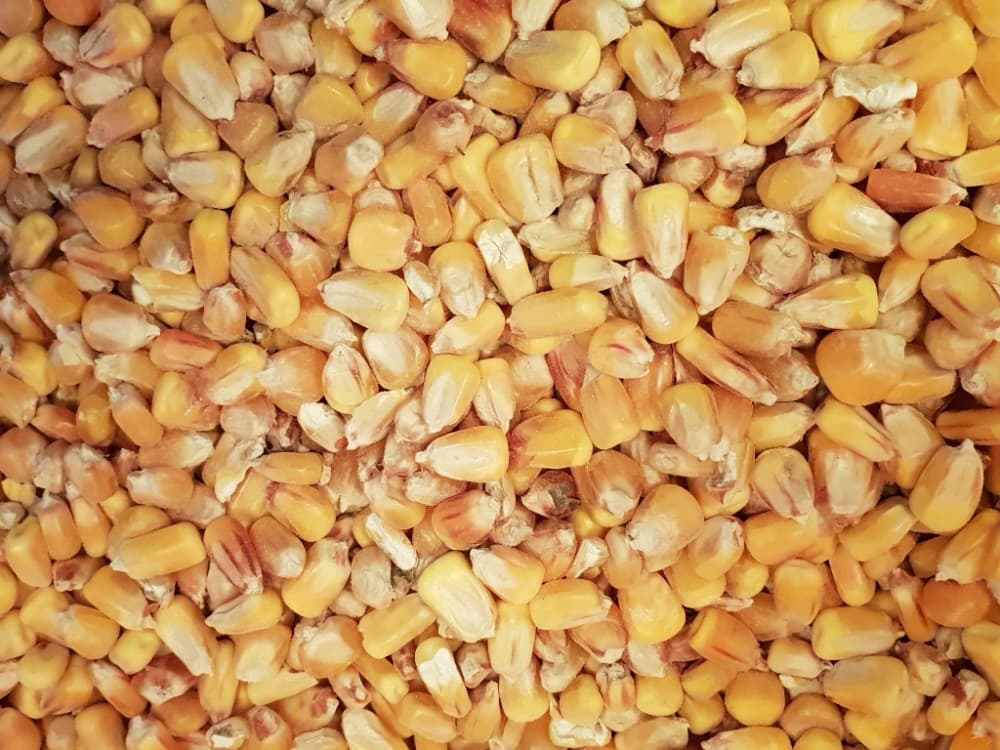 Koruza cela Big Bag 1000 kg Akcija v trgovini Jager