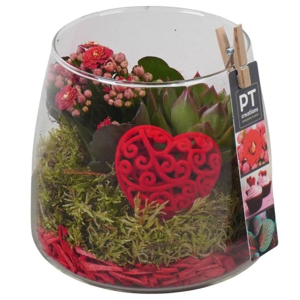 Aranžma v steklu Kalanhoja PTVMG4942 - Akcija v trgovini Merkur