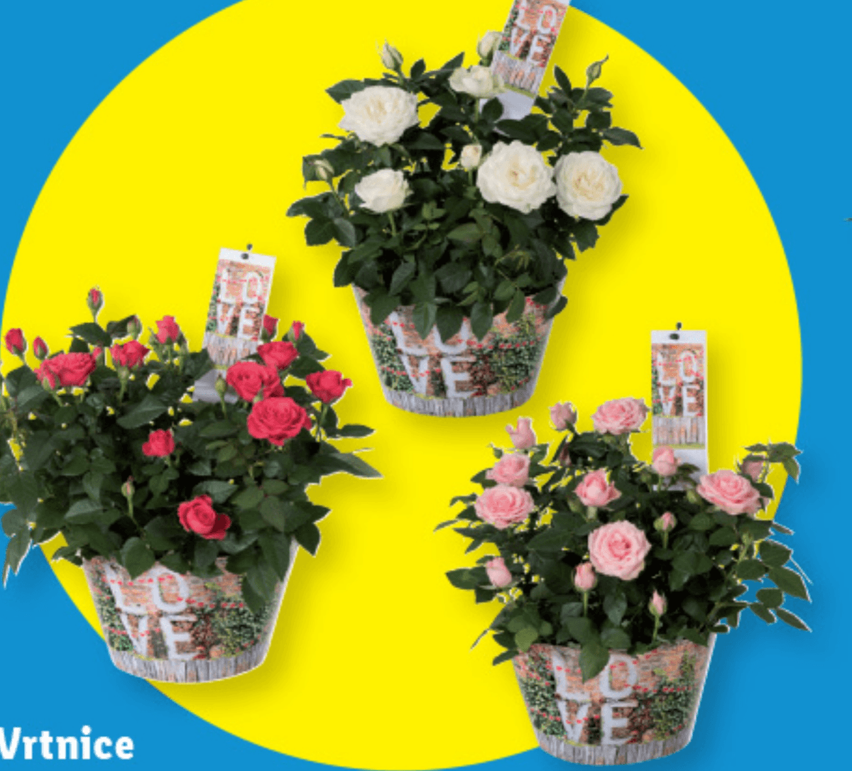 Vrtnice Ø pribl. 22 cm, višina: pribl. 30 do 35 cm - Akcija v trgovini Lidl